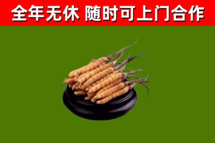景泰县回收散虫草